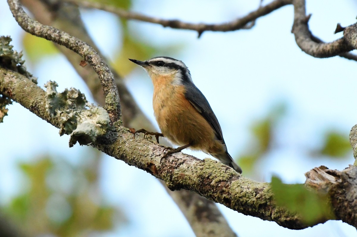 Red-breasted Nuthatch - Michael Myers