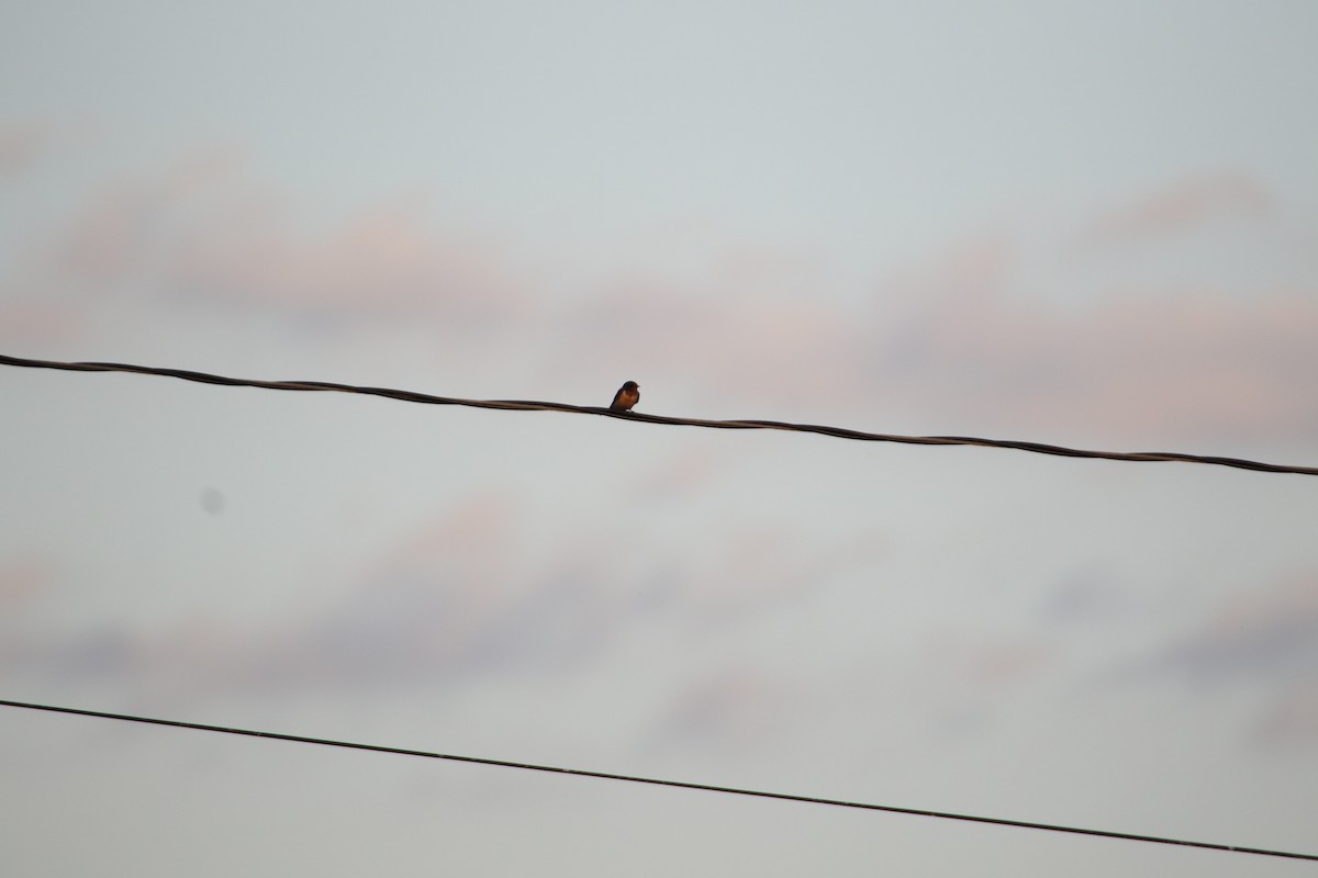 Barn Swallow - Alexandria Horne