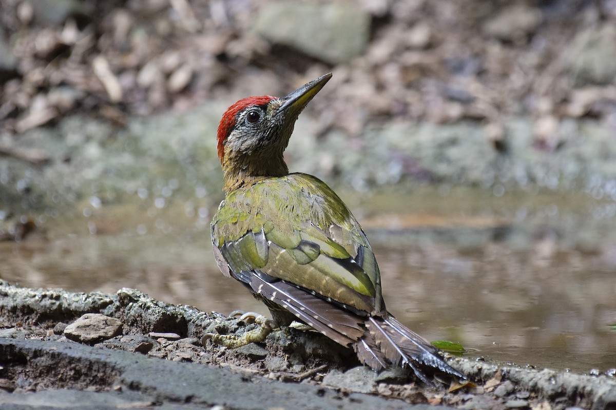 Streak-breasted Woodpecker - sarawin Kreangpichitchai