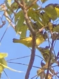 Yellow Warbler - ML260551681