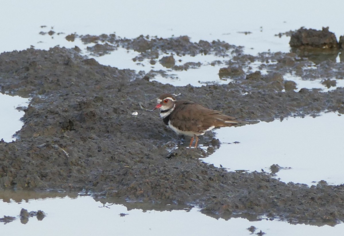 Three-banded Plover - ML260553551