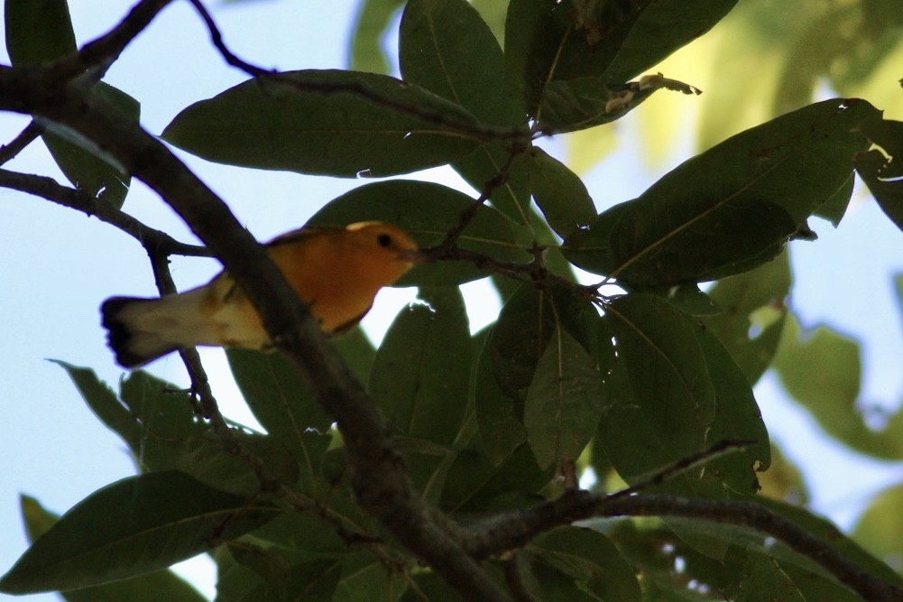 Prothonotary Warbler - ML260556521