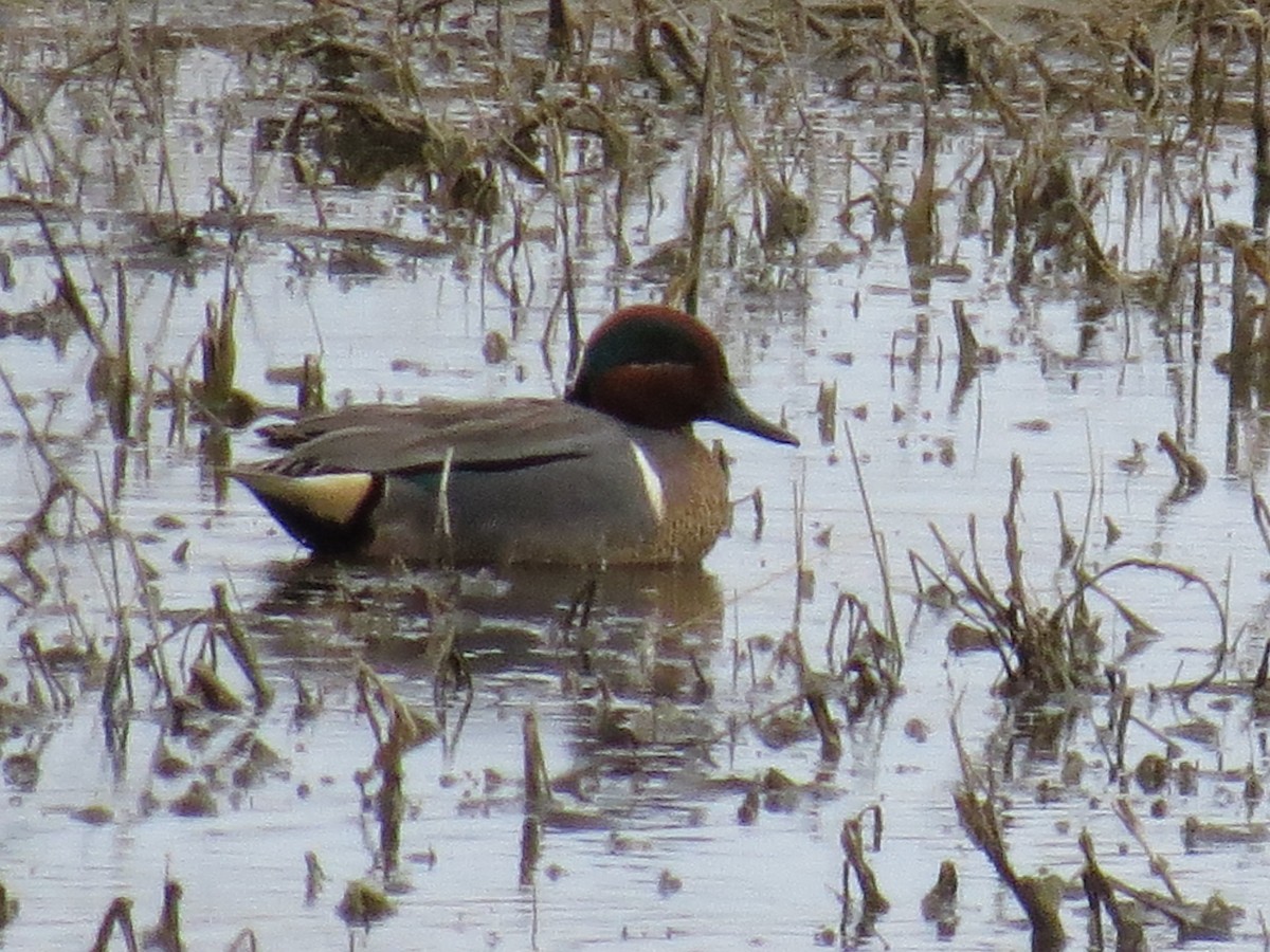 Green-winged Teal - ML26055841