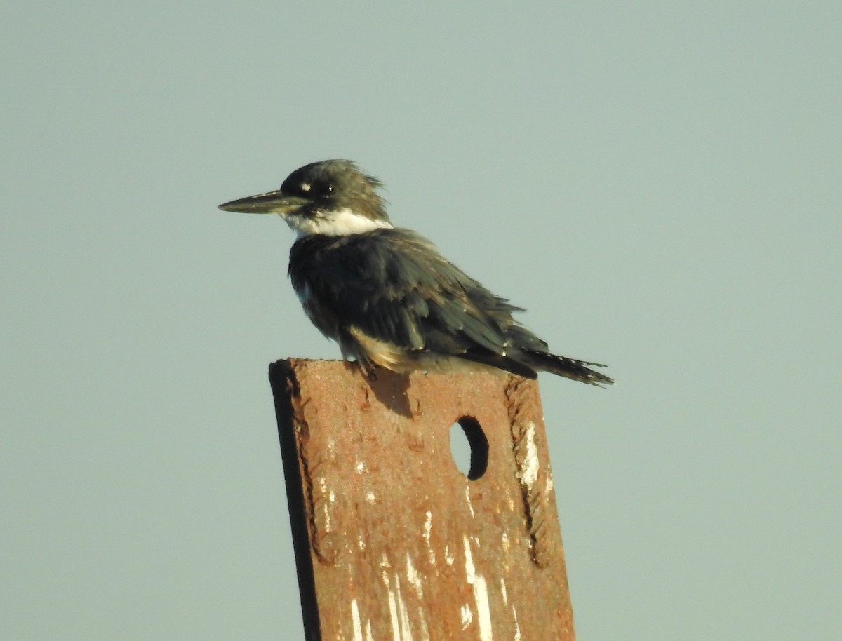 Belted Kingfisher - ML260560671