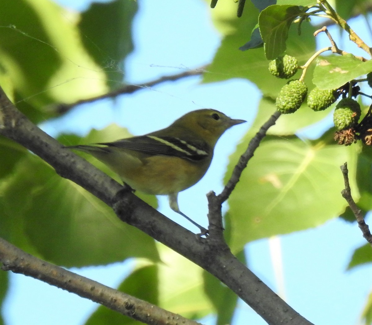 Bay-breasted Warbler - ML260561011