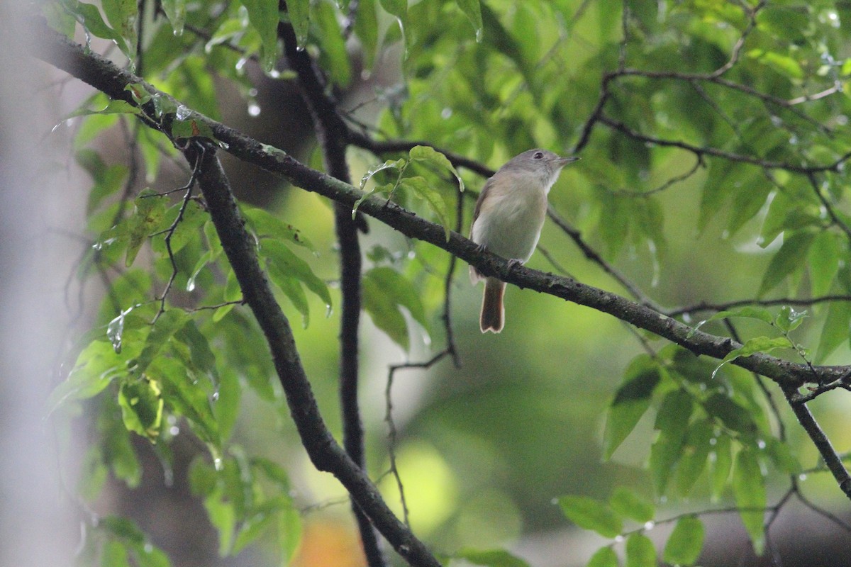 Red-tailed Newtonia - ML260563581