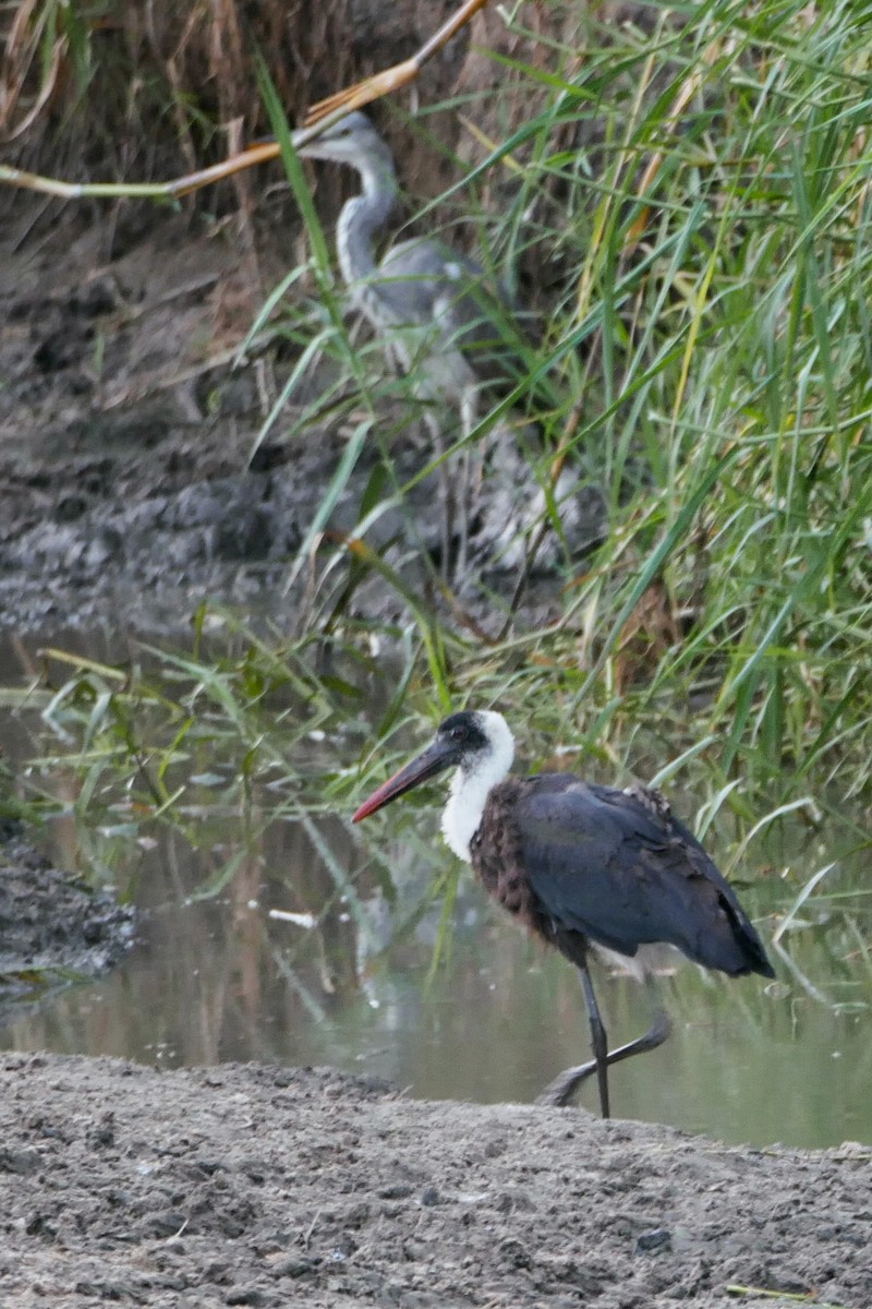 African Woolly-necked Stork - ML260563781