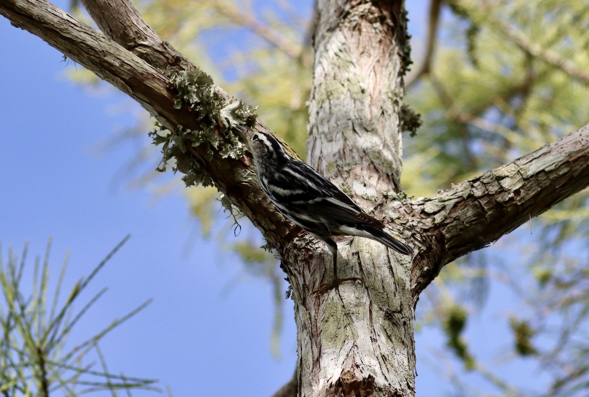Black-and-white Warbler - ML260564321