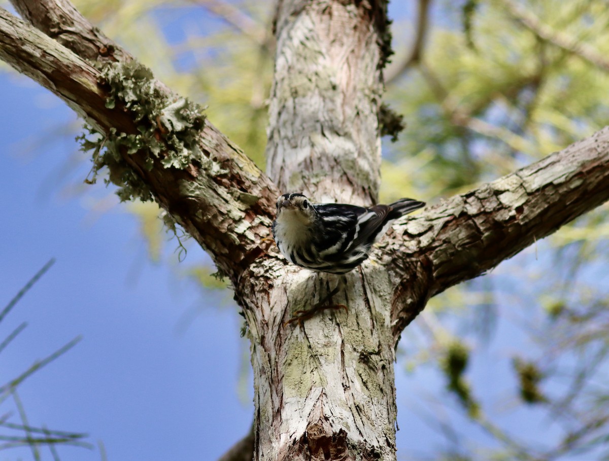 Black-and-white Warbler - ML260564341