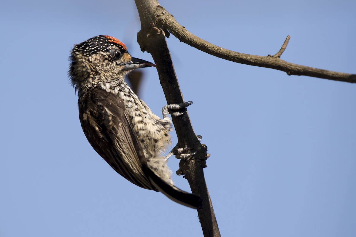White-wedged Piculet - ML260569131