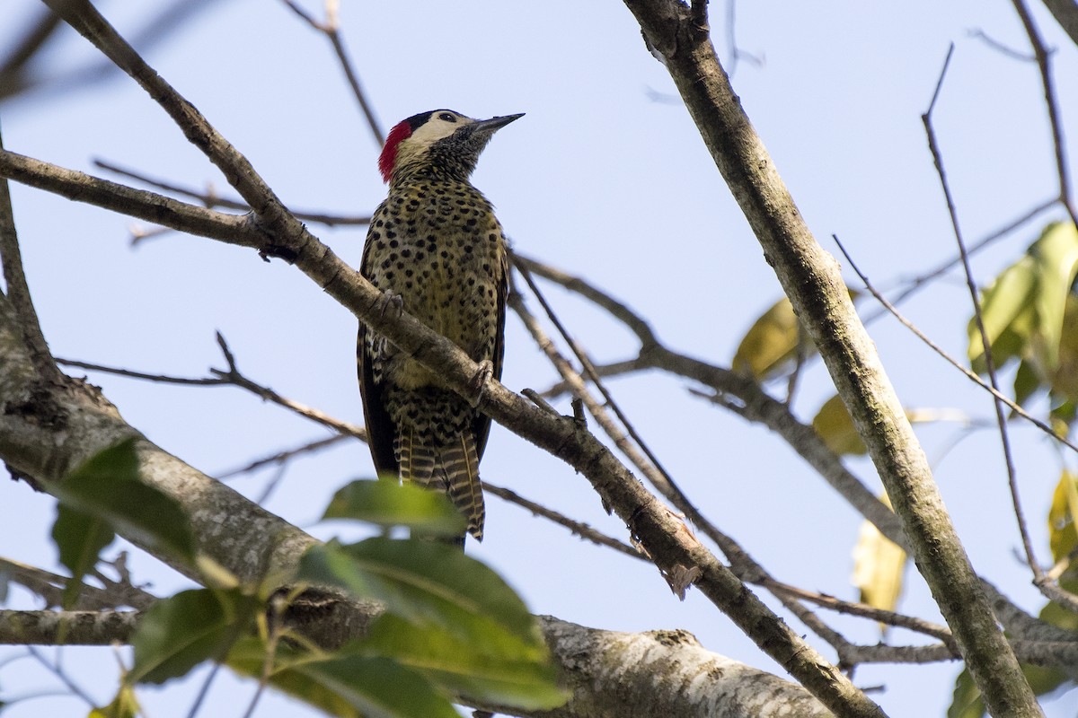 Green-barred Woodpecker - ML260569161