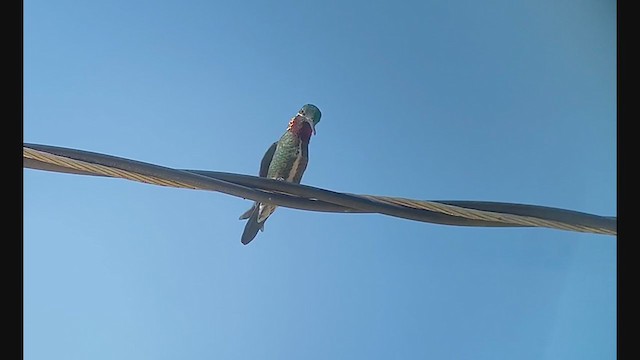 kolibřík fialovolímcový - ML260569291