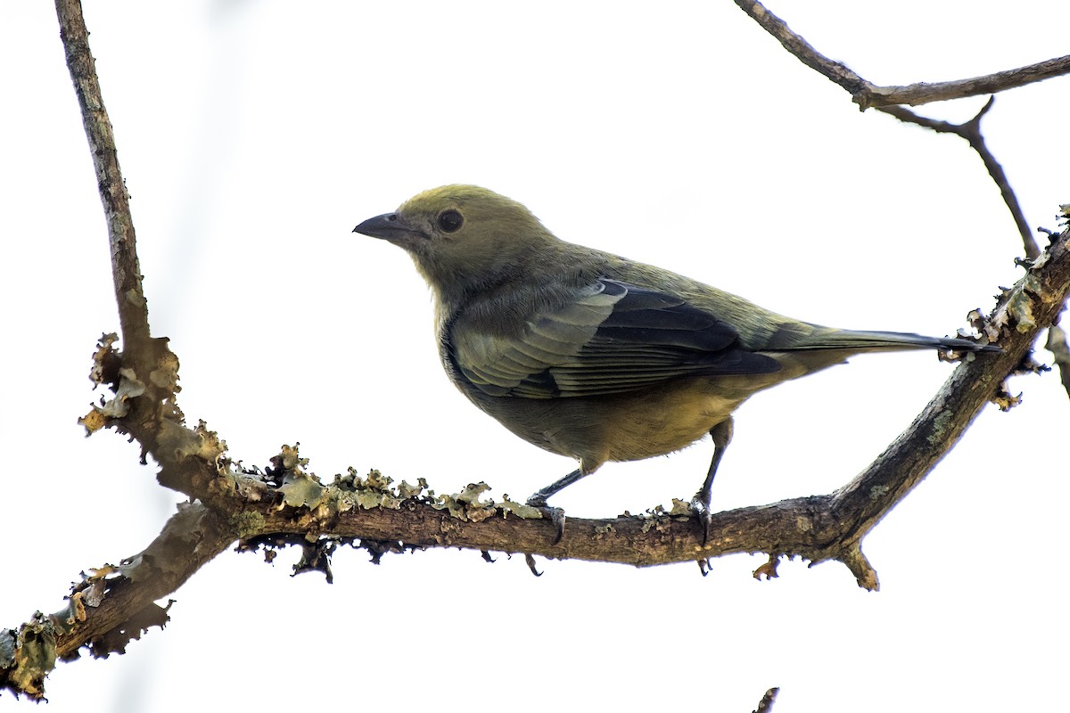 Palm Tanager - ML260569881