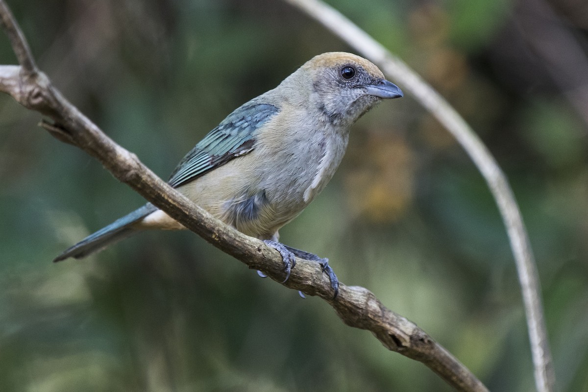 Burnished-buff Tanager - ML260570071