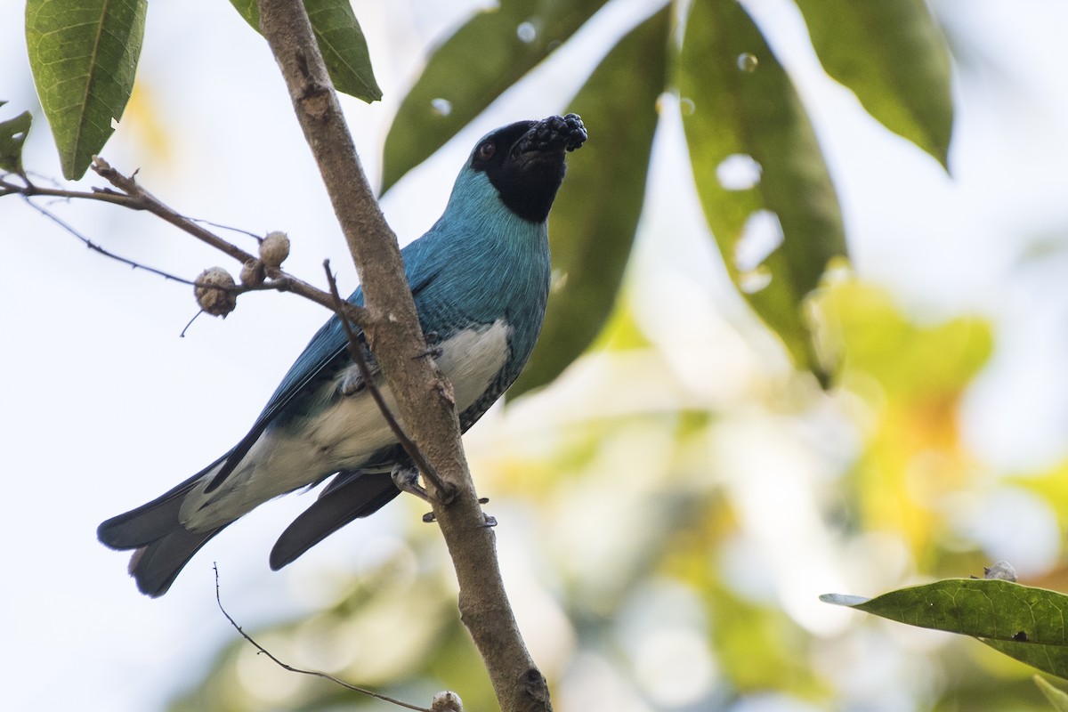 Swallow Tanager - ML260570161