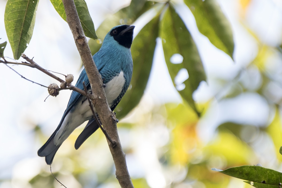 Swallow Tanager - ML260570171