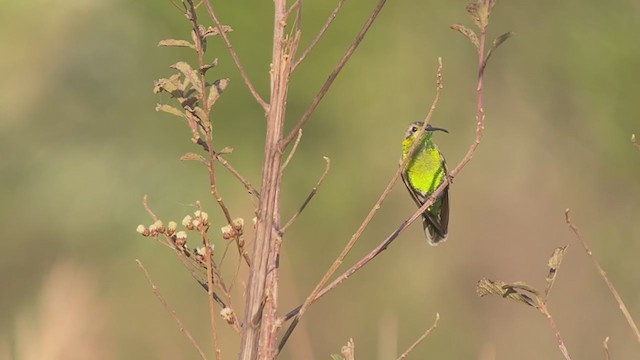 kolibřík rudozobý - ML260570831