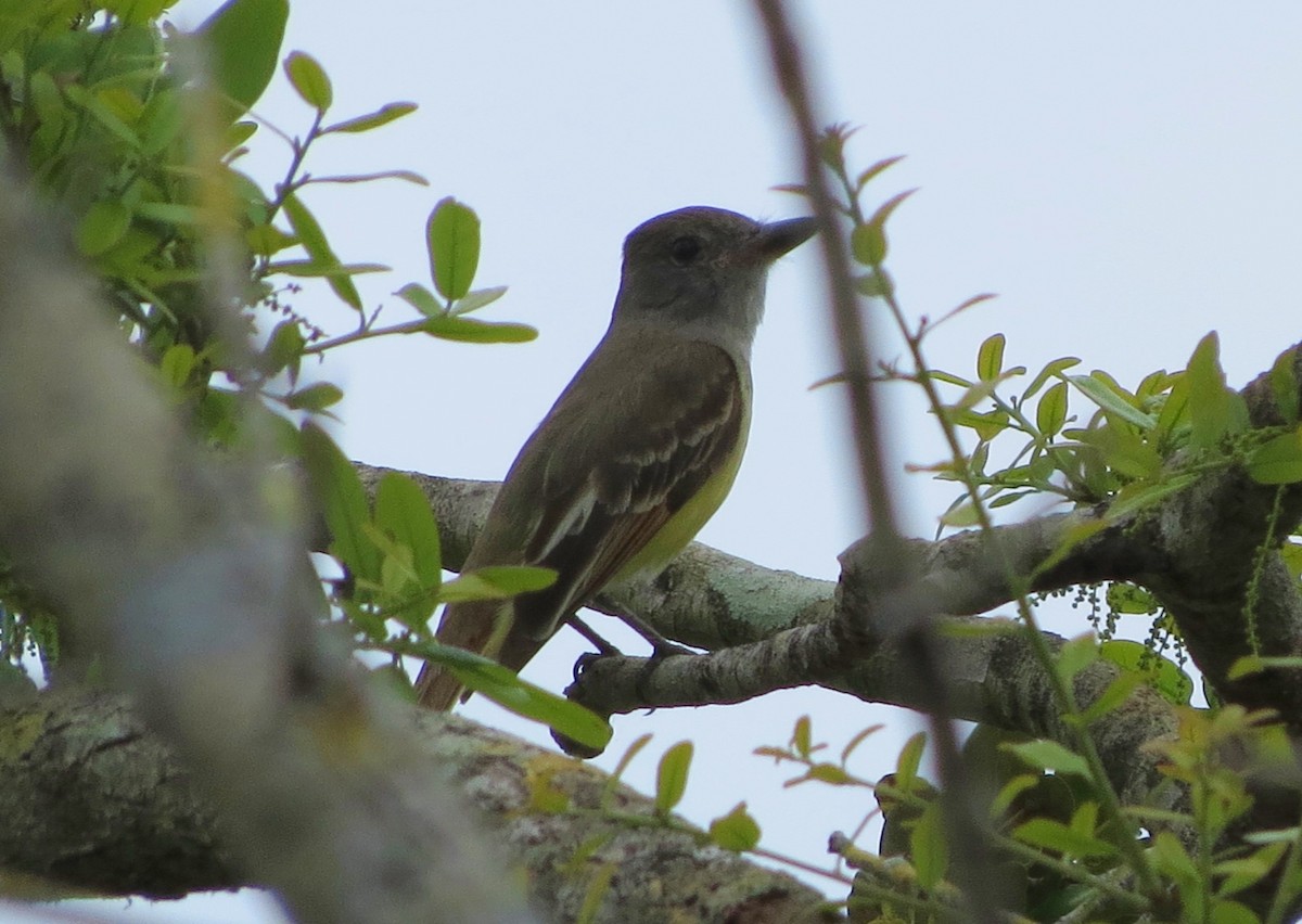 Great Crested Flycatcher - ML26057141