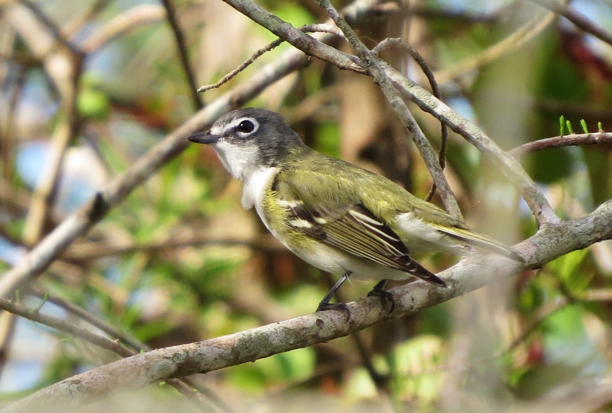 Blue-headed Vireo - Susan Young