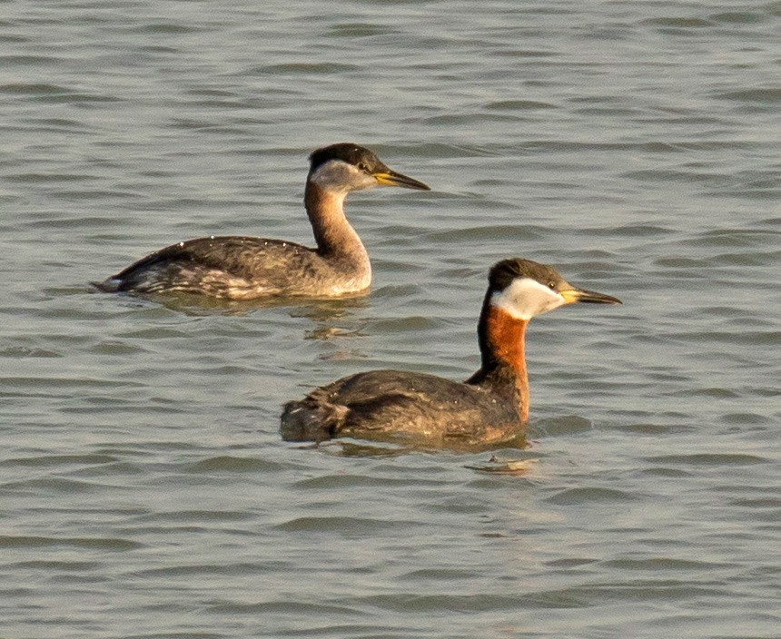 Red-necked Grebe - ML26057181