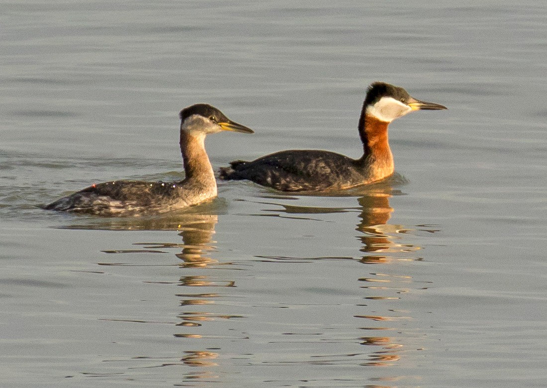 Red-necked Grebe - ML26057191