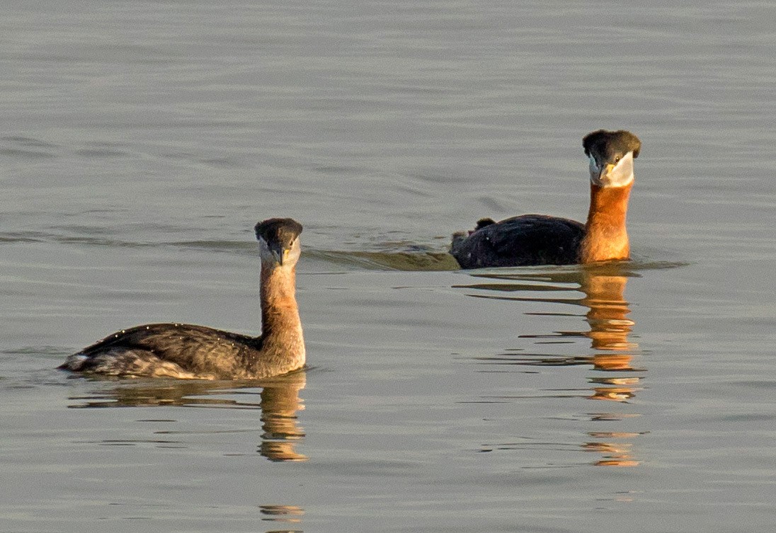 Red-necked Grebe - ML26057201
