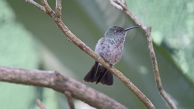 Sombre Hummingbird - ML260573351