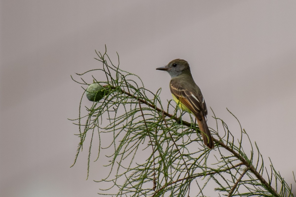 Great Crested Flycatcher - ML260573831