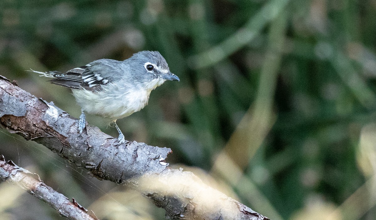 Plumbeous Vireo - Forest Botial-Jarvis