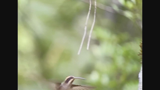 Scale-throated Hermit - ML260574751