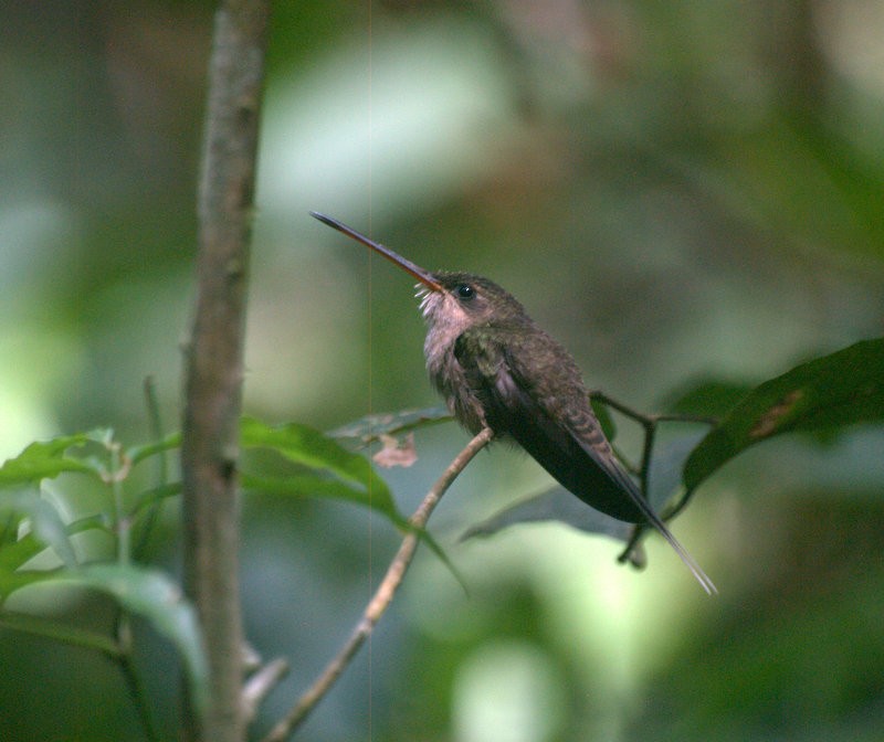 kolibřík šídlozobý - ML260585361