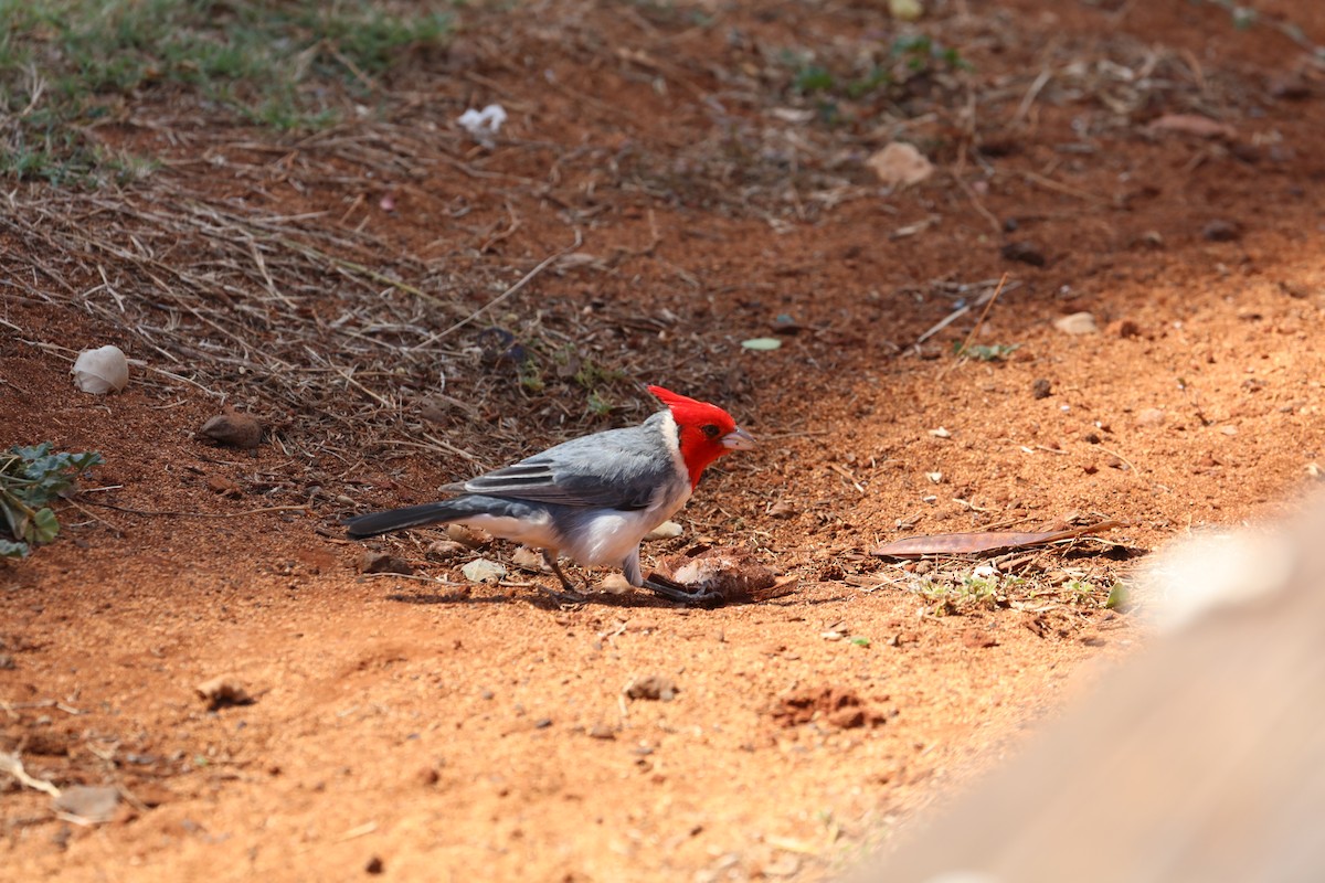 Red-crested Cardinal - ML26059091