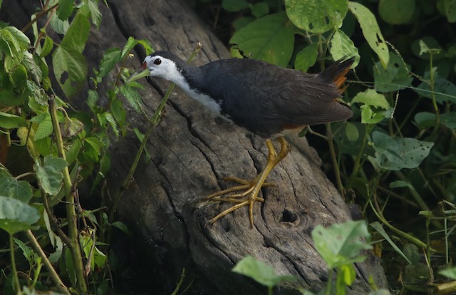 White-breasted Waterhen - eBird