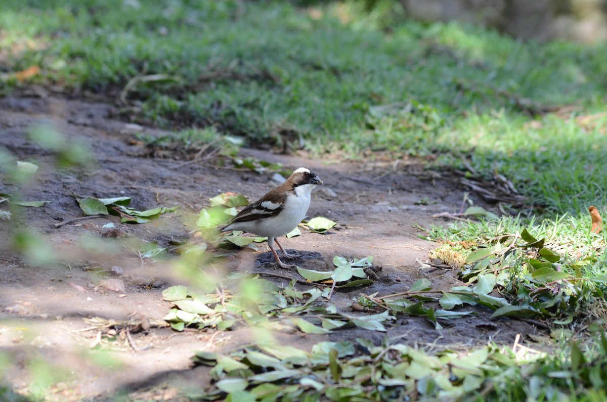White-browed Sparrow-Weaver - Darshana Venugopal