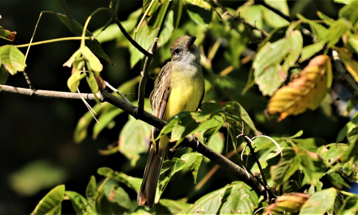 Great Crested Flycatcher - ML260596001