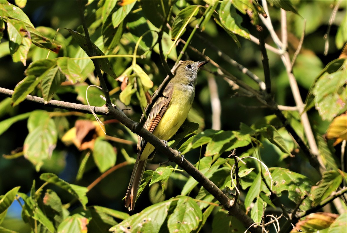 Great Crested Flycatcher - ML260596021