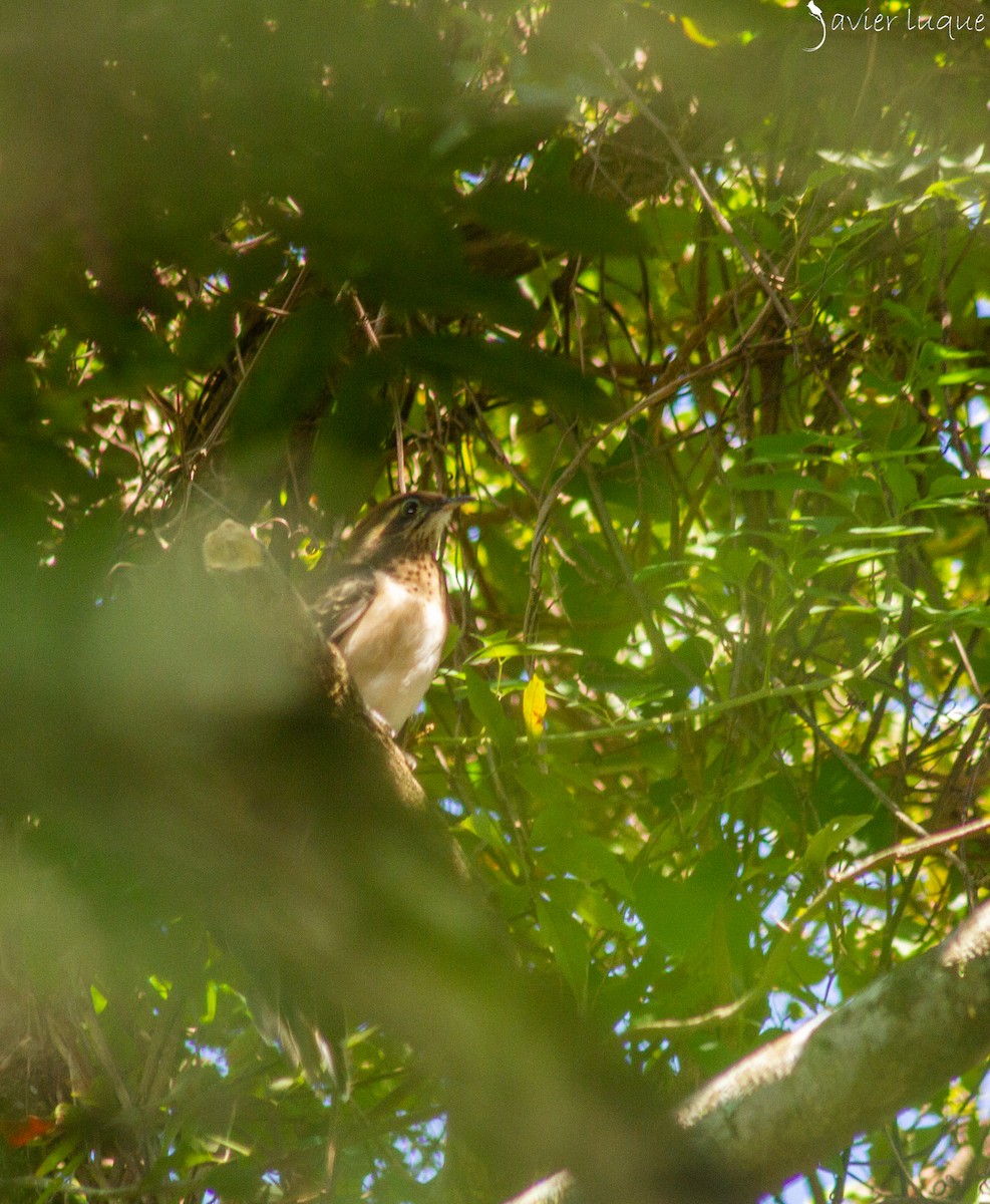 Pheasant Cuckoo - esteban geronimo javier luque