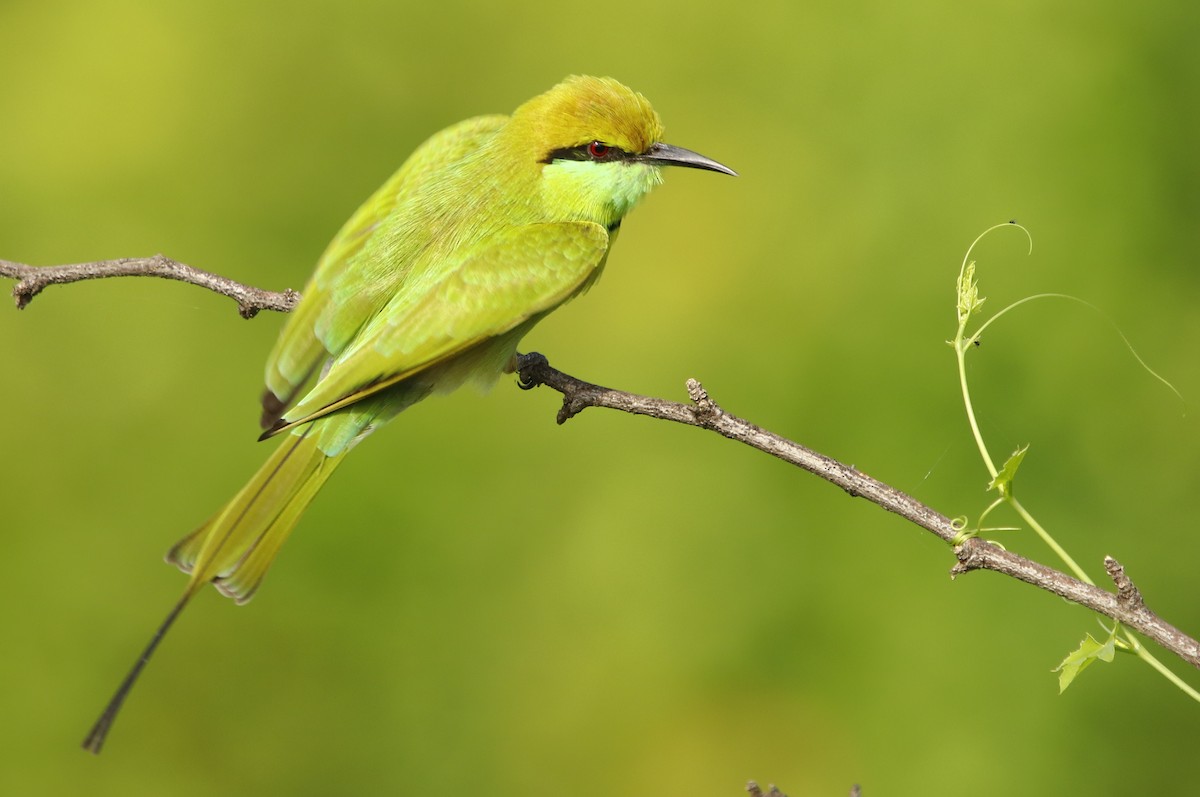 Asian Green Bee-eater - Bhaarat Vyas