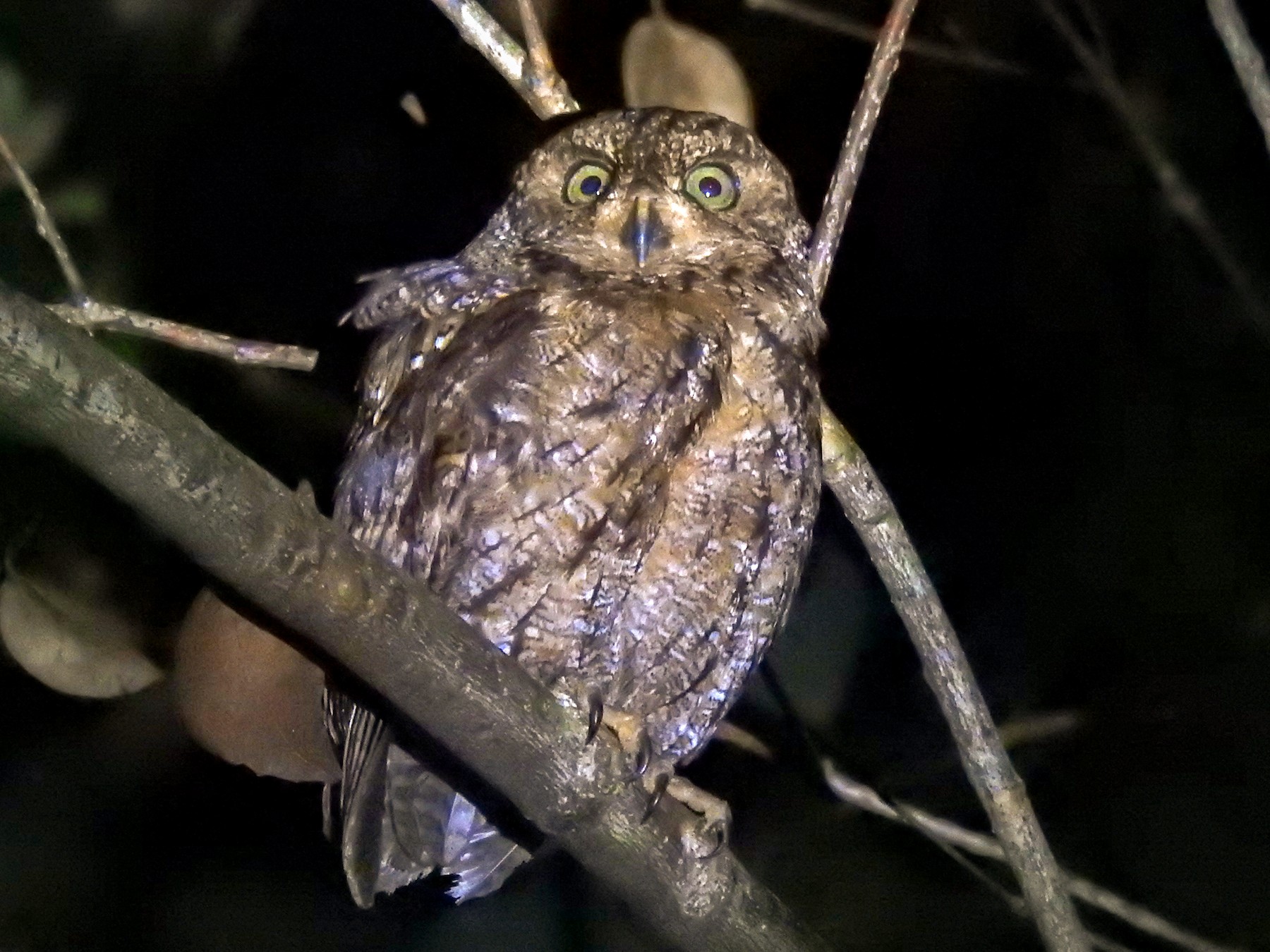 Seychelles Scops-Owl - Tammy Knuth