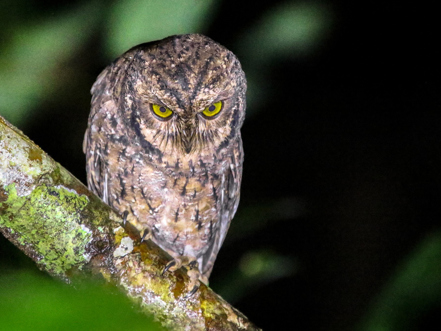 Seychelles Scops-Owl - Olivier Langrand