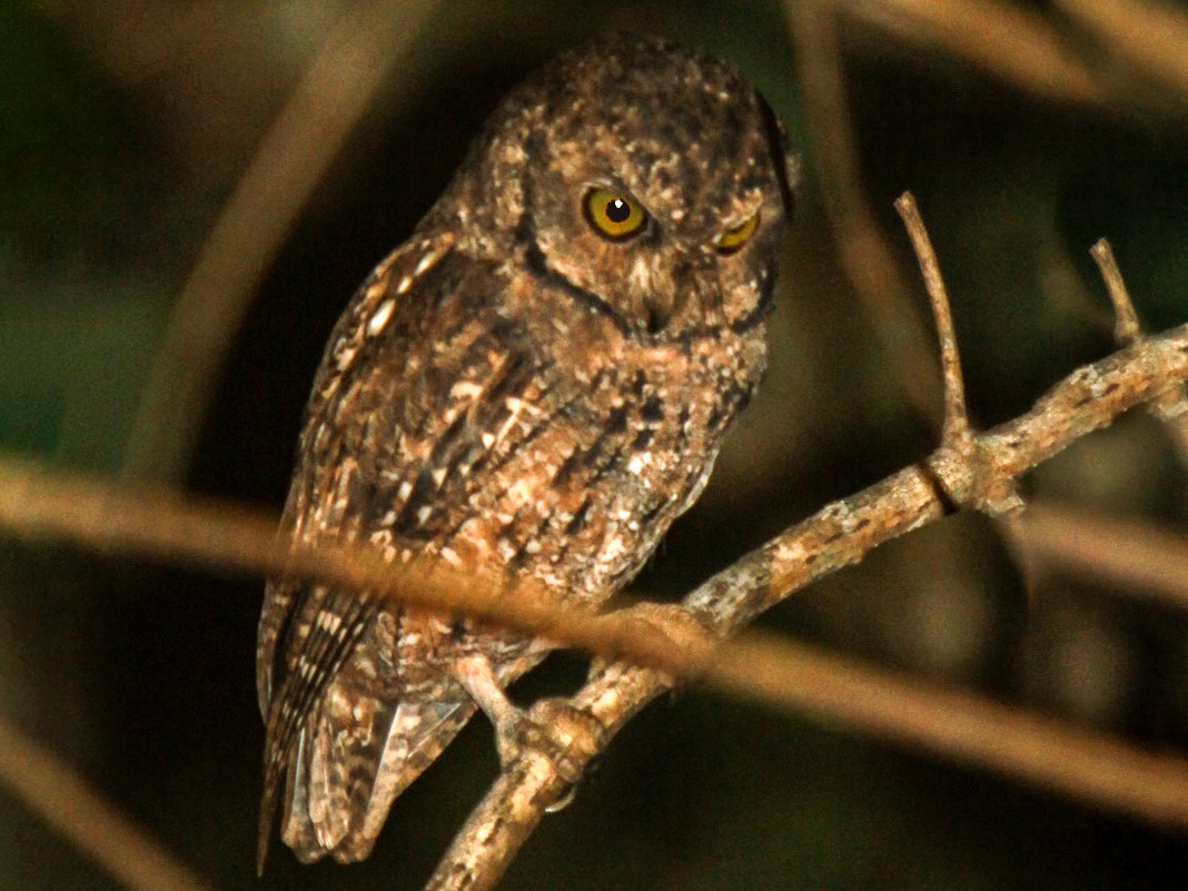 Seychelles Scops-Owl - Mike Greenfelder