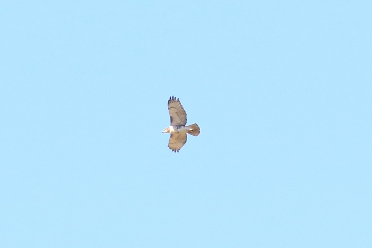 Red-tailed Hawk - ML260612111