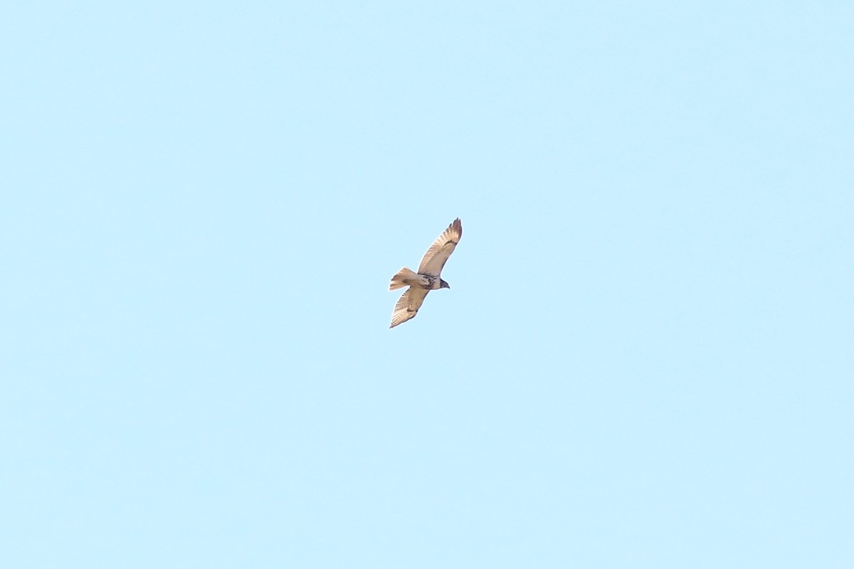 Red-tailed Hawk - ML260612131