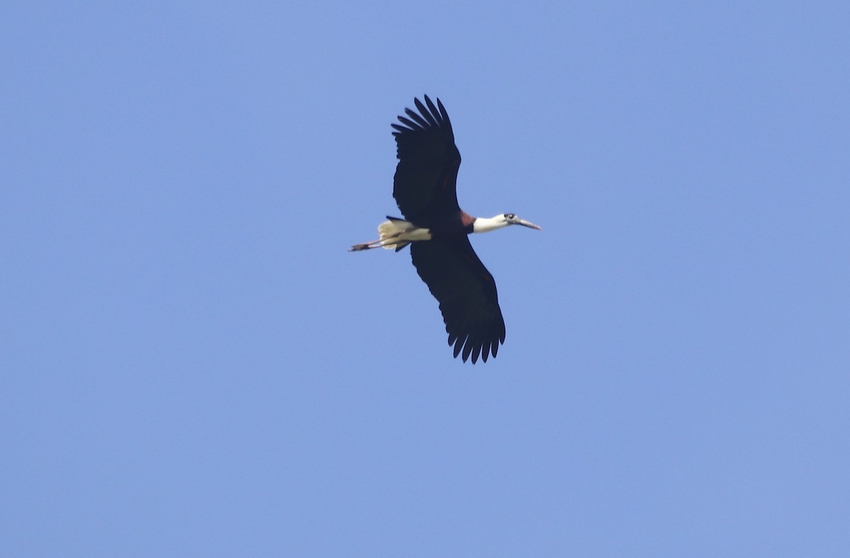 Asian Woolly-necked Stork - ML260616001