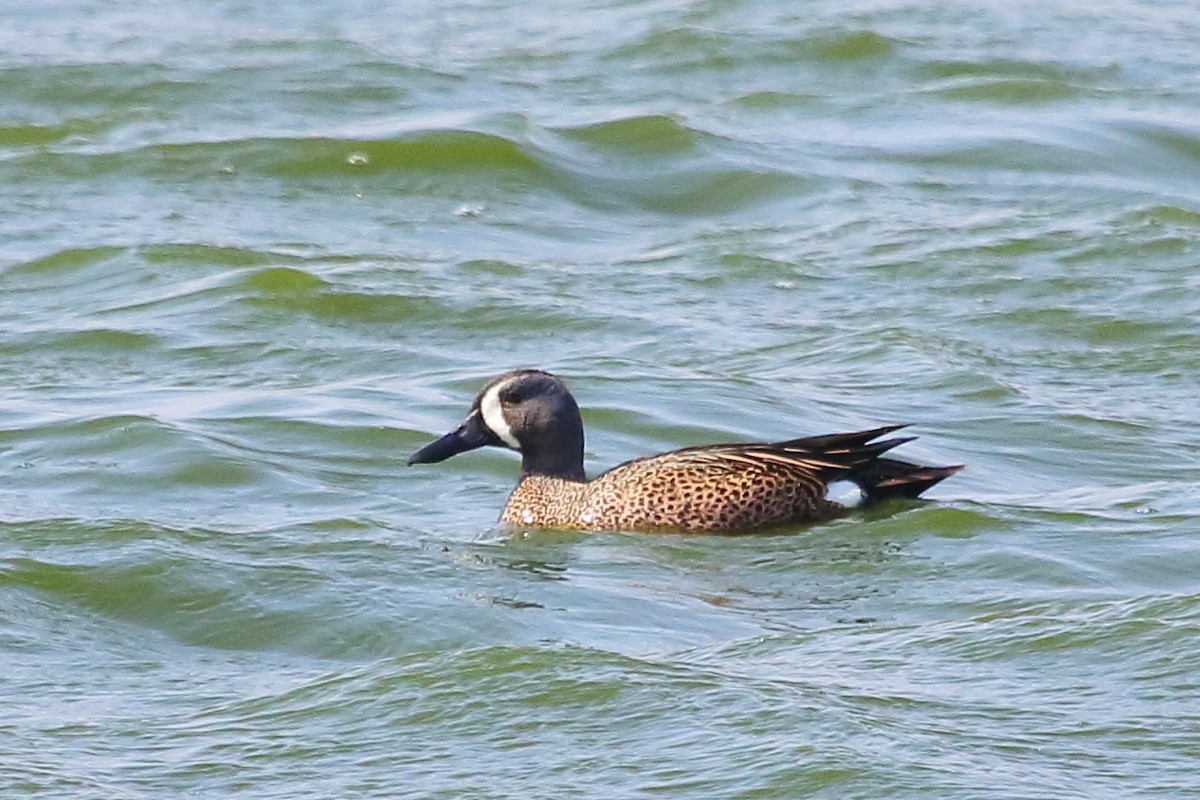 Blue-winged Teal - Jeff Bryant