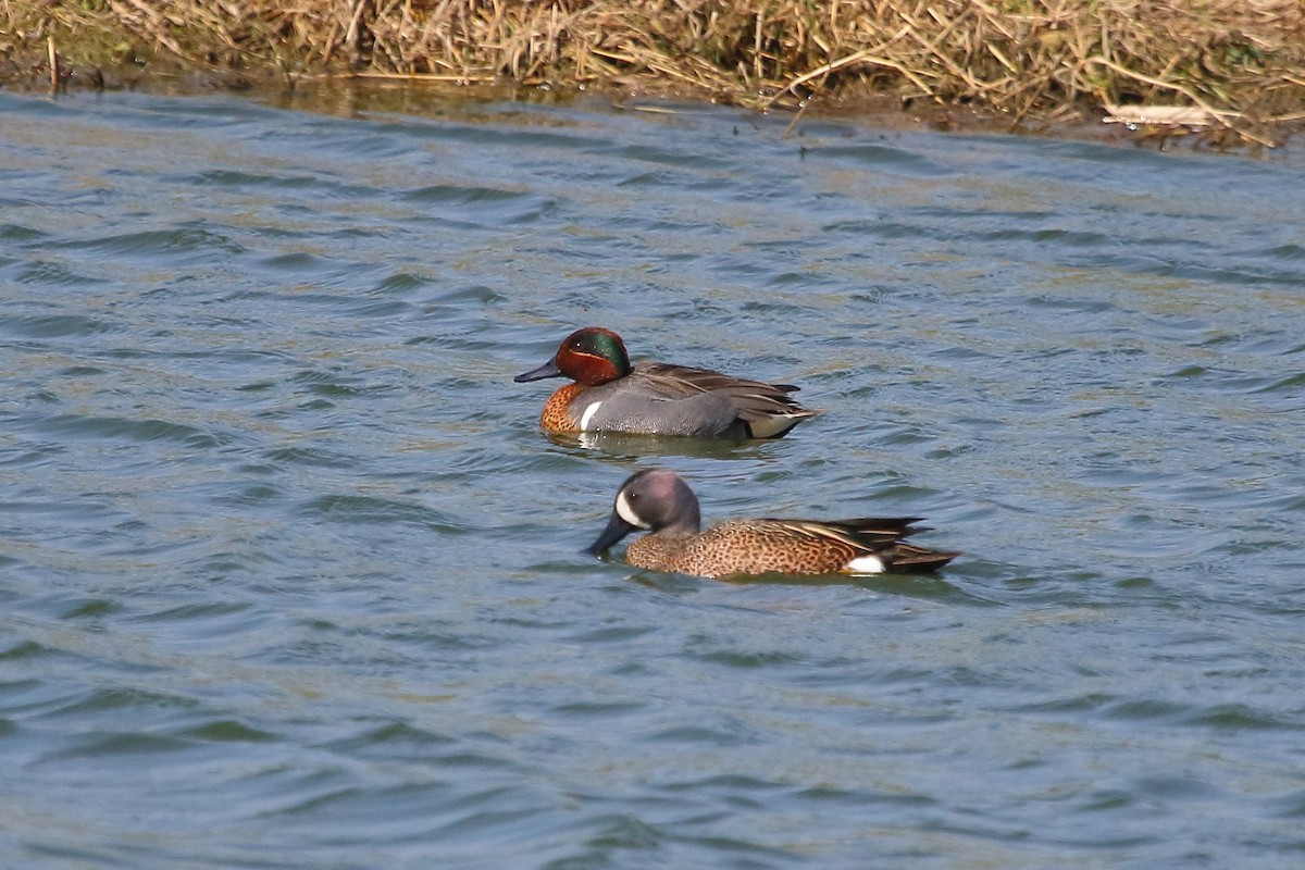 Green-winged Teal - Jeff Bryant