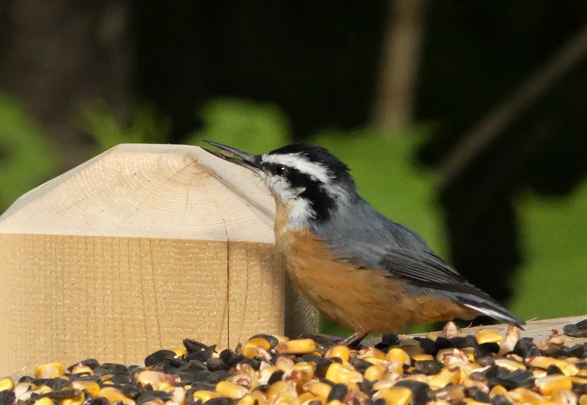 Red-breasted Nuthatch - ML260629281
