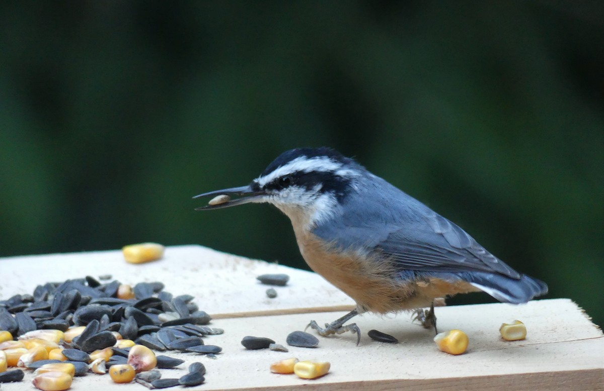 Red-breasted Nuthatch - ML260630371