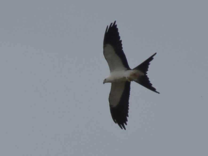 Swallow-tailed Kite - Dina Perry