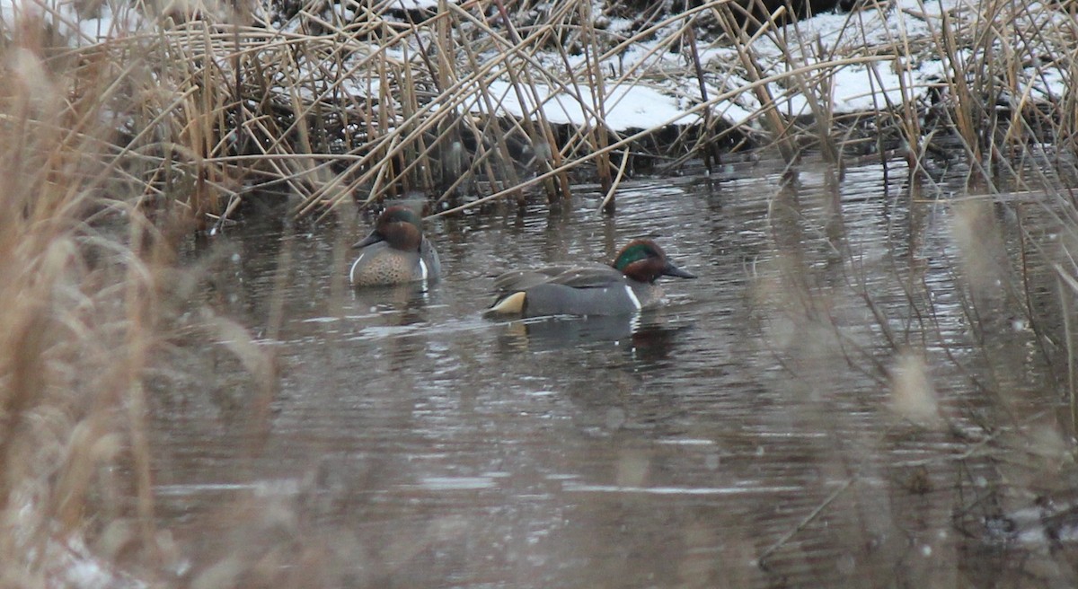 Green-winged Teal - ML26064771